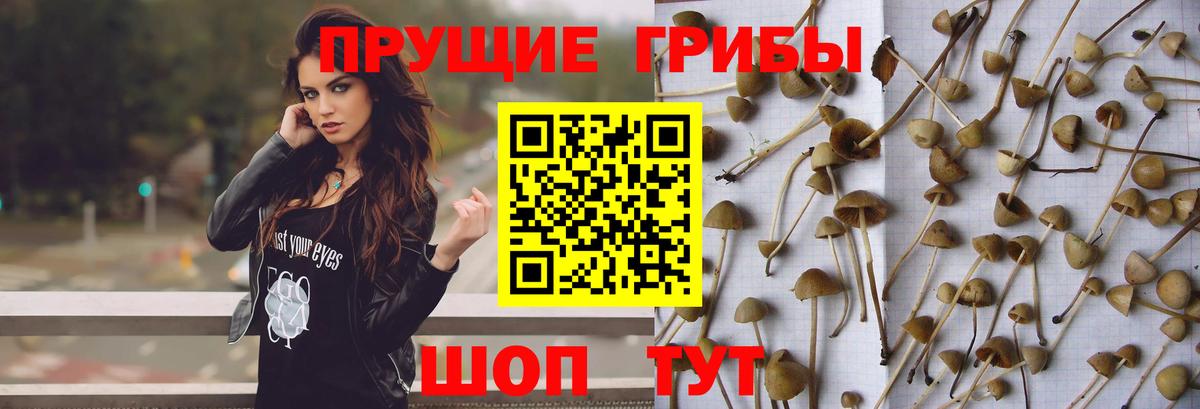 Верхняя Пышма  Псилоцибиновые грибы MAGIC MUSHROOMS  Вход с VPN 